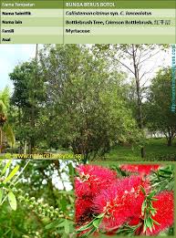 Namun, pemilihan warna, saiz dan bentuk bunga pokok renek adalah subjektif dan peribadi. Landskap Wannura Halaman 5