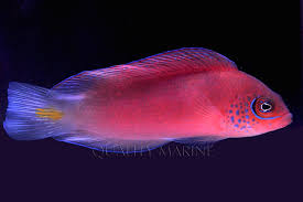 Image result for Dissotis gilgiana