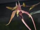 Image result for Bulbophyllum schimperianum