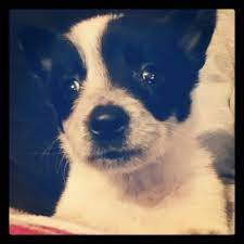 Blue Heeler Border Collie Mix Puppy Oreo Border Collie Mix Puppies Cute Animals Blue Heeler