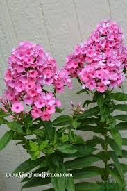 Perennial Garden Brilliant Ideas For Gardener Perennialgarden Flower Garden Ideas In Front Of House Phlox Flowers Garden Flowers Perennials Flower Garden