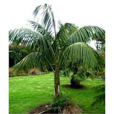 200mm Kentia Palm - Howea Forsteriana Bunnings Warehouse Small City Garden Kentia Palm Howea