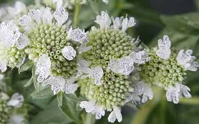 Check spelling or type a new query. Mountain Mint Pycnanthemum Pilosum Organically Grown Flower Seeds Floral Encounters