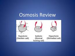 Animal cells and plant cells react differently to osmosis in a hypotonic solution. Ppt Osmosis Review Powerpoint Presentation Free Download Id 1974248