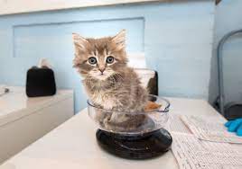 The debate over baby kittens for adoption tons of handling for kittens make them simpler to train also. The Kitten Nursery Kitten Rescue