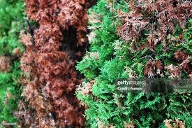 Image result for didymascella thujina