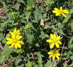 Image result for Aspilia