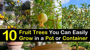 When i amend my clay soil at planting i use a mix of the native clay soil, a cactus soil, and compost. 10 Fruit Trees You Can Easily Grow In A Pot Or Container