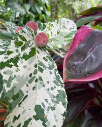 Image result for Fadogia variifolia