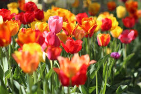 These nine flowers attracted the most pollinators in a study of more than 30 annual flower varieties. Ten Colorful Early Spring Plants For Your Minnesota Garden
