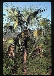 Image result for Coccothrinax