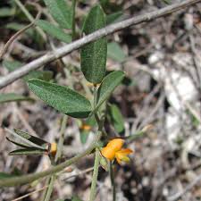 Image result for Rhynchosia totta