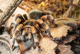 Black widows eat insects, as well as other arachnids, that they catch in their webs. Spider Bites How Dangerous Are They