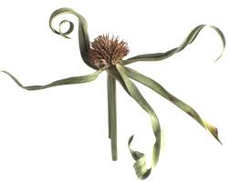 Image result for Eriocaulon buchananii