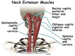 The skull or known as the cranium in the medical world is a bone structure of the head. Conditions And Treatments