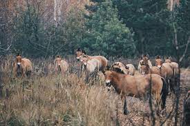 Submitted 5 years ago by wooly_mastodon. Chernobyl Has Transformed Into An Incredible Nature Reserve Now Open To The Public