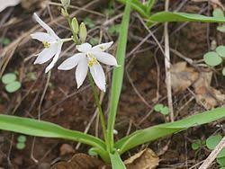 Image result for Chlorophytum zingiberastrum