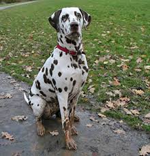 Dalmatian Deafness Ufaw
