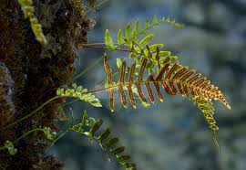 Image result for Polypodiaceae