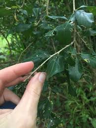 Image result for Erythrococca trichogyne