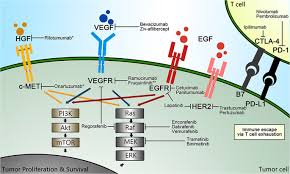 Colorectal cancer that spreads to the lung, also called lung metastasis, is treated differently than cancer that originates in the lung. Comprehensive Review Of Targeted Therapy For Colorectal Cancer Signal Transduction And Targeted Therapy