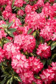 President Roosevelt Rhododendron Monrovia President Roosevelt Rhododendron In 2020 Early Spring Flowers Monrovia Plants Showy Flowers