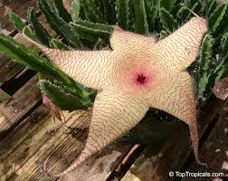 Image result for Stapelia gigantea