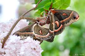 Image result for Cecropia