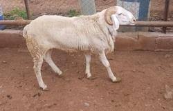 It is located on the outskirts of paris, 44.3 km (27.5 mi) southwest from the centre. Rambouillet Sheep In Bengaluru Latest Price Mandi Rates From Dealers In Bengaluru