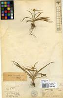 Image result for Kyllinga albiceps