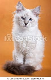 Find & download free graphic resources for yawning cat. Fluffy White Cat Sitting On A Brown Background Canstock