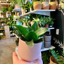 Plantbar A Terrarium Building Workshop And Boutique Style Plant Store The Plant Savvy Staff Will Show You How To Create Your Own In 2020 Plants Planter Pots Planters