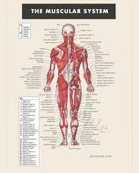 Female muscular system watercolor poster human body print human muscles decor anatomy skeletal muscles office female muscle structure wall . Digital Print Instant Download Muscular System Anatomy Doctor Etsy In 2021 Human Body Muscles Muscular System Anatomy Human Body Anatomy
