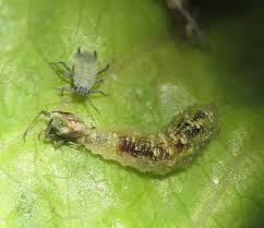 Ipm sees your garden and its pests as part of a larger ecosystem and manages both with the big picture in mind. Biological Pest Control Wikipedia