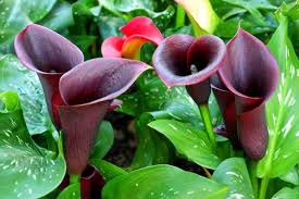 Image result for Zantedeschia
