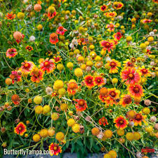 Image result for Bonatea pulchella