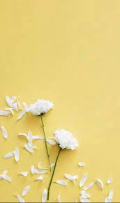 If you are looking for background kuning polos you've come to the right place. Best Flowers Tumblr Background Pastel Ideas Wallpaper Musim Semi Wallpaper Kuning Wallpaper Cantik