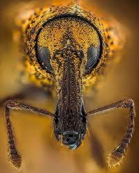Weevil Portrait Weevil Coleoptera Curculionidae Hortumlubocek Entomology Entomoloji Bocekbilim Biyoloji Macro Photography Insects Weevils Macro Photos