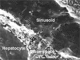Ƽ store vitamins and minerals; Hepatocyte Wikipedia