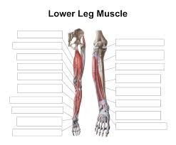 Statins and leg pain are a well known combination. 10 Best Printable Worksheets Muscle Anatomy Printablee Com