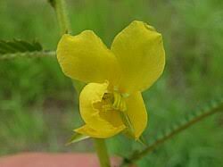 Image result for Chamaecrista gracilior