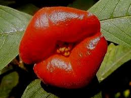 Image result for Psychotria heterosticta