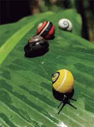 Image result for Polymixis polymita