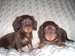 Petland dayton, ohio would love for you to check out our dog breed information and choose what breed is best for you and your family! Dachshund Puppies In Ohio