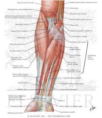 The muscles of the forearm are about equally divided between those that cause movements at the wrist and those that move the fingers and thumb. Muscles Of Forearm Superficial Layer Anterior View