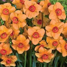 Altruist Daffodil Brecks Com Mana Vietne Spring Flowering Bulbs Narcissus Flower Flower Garden Design