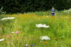 If you are considering having an artificial lawn, then why not. Creating A Meadow Garden Wildflowers Growing A Greener World