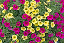 Image result for calibrachoa million bells