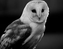 Why is Peacock not showing La Vuelta start?