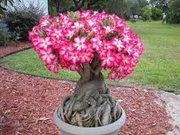 Re Heart Party Desertrose0706 Has 1 001 Rose Plant Care Desert Rose Plant Desert Rose